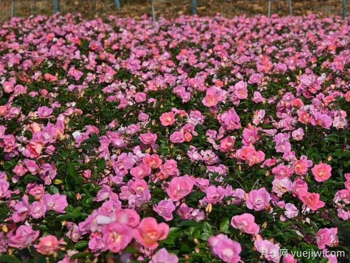 天狼月季西子系列，耐湿热型低维护系列月季(图3)