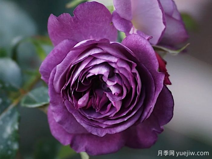 圣十字军月季/里纳尔多/圣焰骑士(图2)