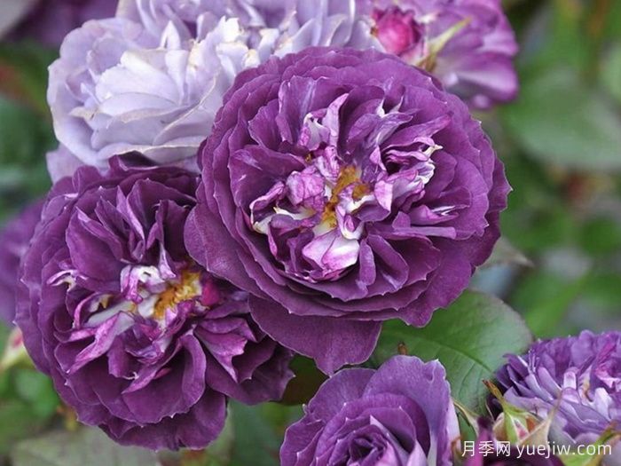 圣十字军月季/里纳尔多/圣焰骑士(图1)