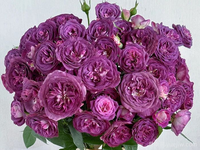 圣十字军月季/里纳尔多/圣焰骑士(图3)