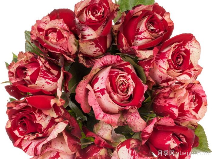 掷弹兵月季(图2)