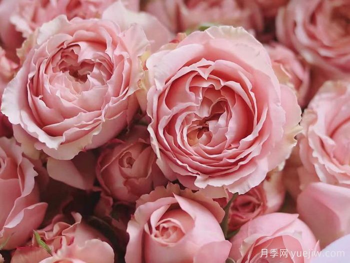 朱莉塔月季/朱丽叶塔月季(图1) 朱莉塔月季/朱丽叶塔月季(图1)