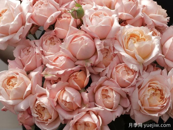 朱莉塔月季/朱丽叶塔月季(图2) 朱莉塔月季/朱丽叶塔月季(图2)