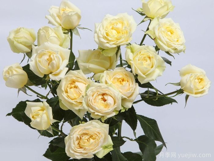 奶油朱莉塔月季(图1) 奶油朱莉塔月季/奶油朱丽叶塔(图1)