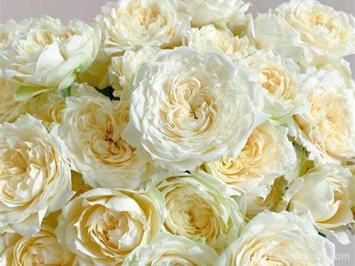 奶油朱莉塔月季(图2) 奶油朱莉塔月季/奶油朱丽叶塔(图2)