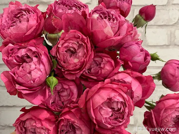 樱桃朱莉塔月季/樱桃朱丽叶塔(图2)