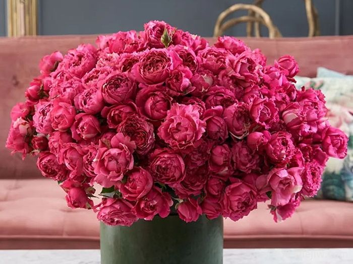 樱桃朱莉塔月季/樱桃朱丽叶塔(图3)