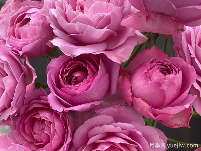 贵妇朱莉塔月季/公主朱莉塔/贵妇朱丽叶塔(图2) 贵妇朱莉塔月季/公主朱莉塔/贵妇朱丽叶塔(图2)