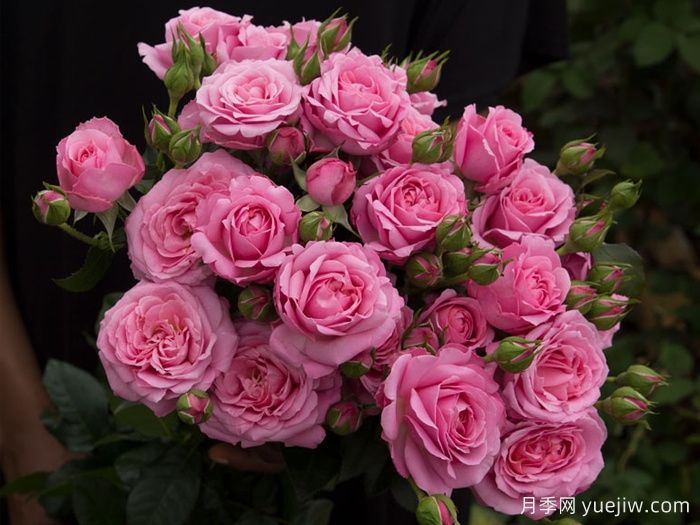 贵妇朱莉塔月季/公主朱莉塔/贵妇朱丽叶塔(图1) 贵妇朱莉塔月季/公主朱莉塔/贵妇朱丽叶塔(图1)