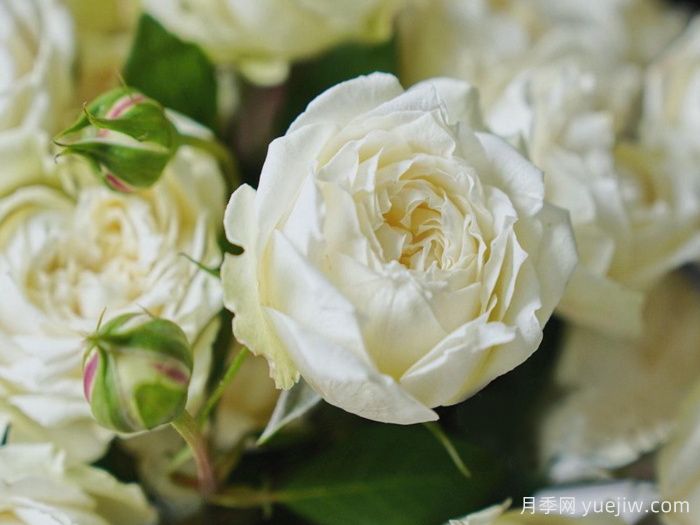 香草朱莉塔月季/香草朱丽叶塔(图1)