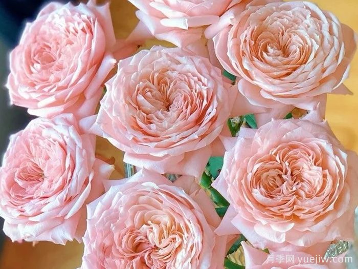 朱莉塔月季/朱丽叶塔月季(图3) 朱莉塔月季/朱丽叶塔月季(图3)