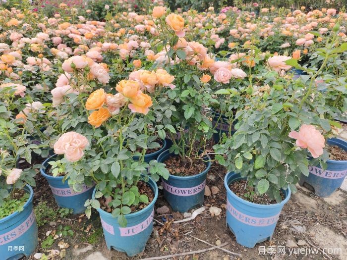盆栽月季的日常养护,水肥施足,及时修剪,保证营养(图1) 盆栽月季的日常养护,水肥施足,及时修剪,保证营养(图1)