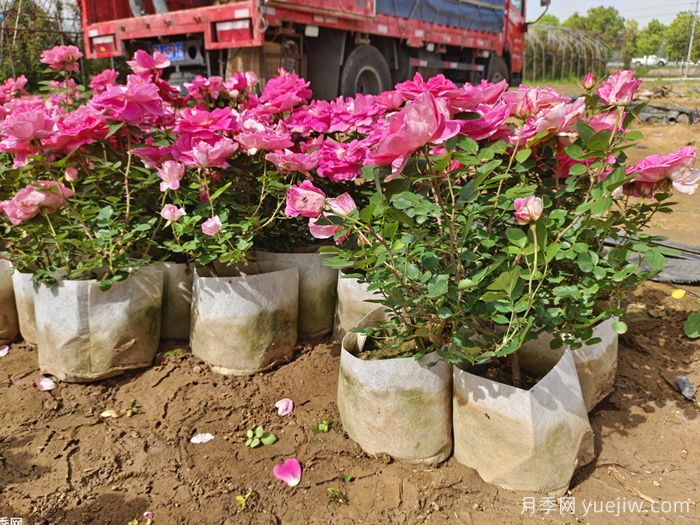 盆栽月季的日常养护,水肥施足,及时修剪,保证营养(图2) 盆栽月季的日常养护,水肥施足,及时修剪,保证营养(图2)