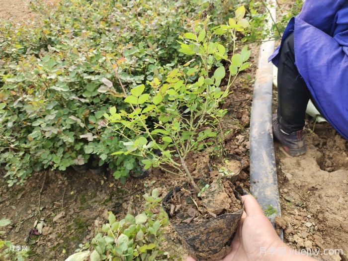 盆栽月季的日常养护,水肥施足,及时修剪,保证营养(图3) 盆栽月季的日常养护,水肥施足,及时修剪,保证营养(图3)