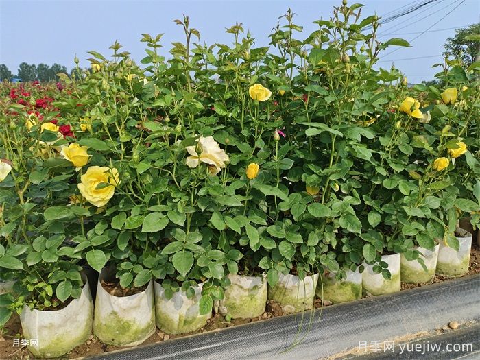 美植袋盆栽月季大苗入秋的修剪(图1) 美植袋盆栽月季大苗入秋的修剪(图1)