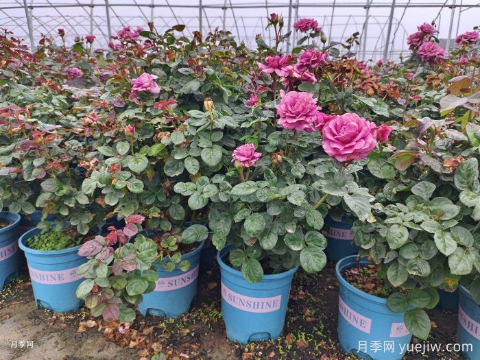 盆栽月季安全度夏的3个对策(图1) 盆栽月季安全度夏的3个对策(图1)