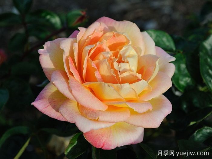 祖母珍妮月季(图1) 祖母珍妮月季(图1)