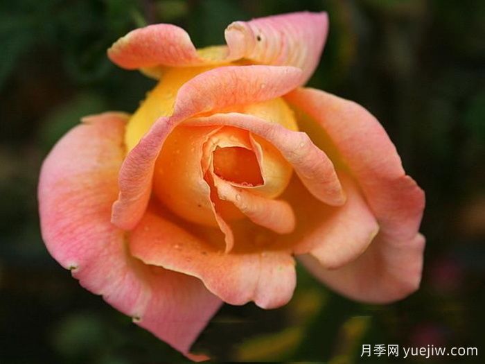 祖母珍妮月季(图2) 祖母珍妮月季(图2)