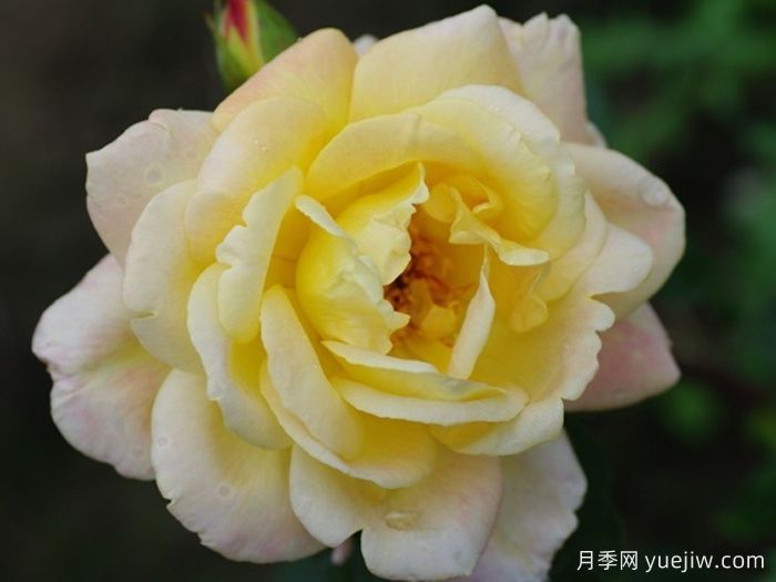 祖母珍妮月季(图3) 祖母珍妮月季(图3)