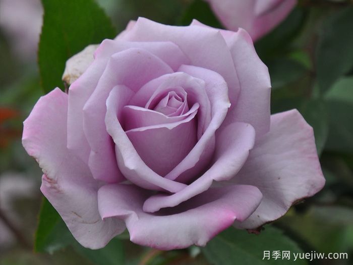 紫罗兰夫人月季(图1)
