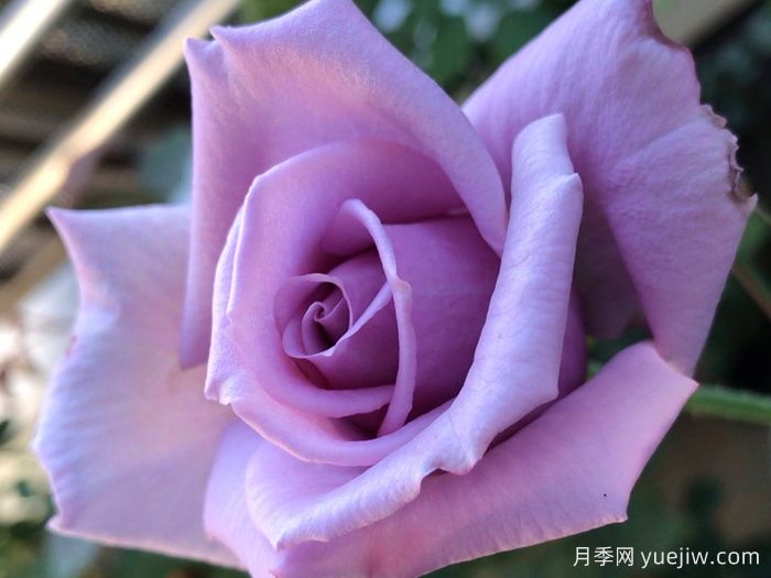 紫罗兰夫人月季(图2)