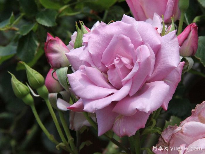 紫罗兰夫人月季(图3)