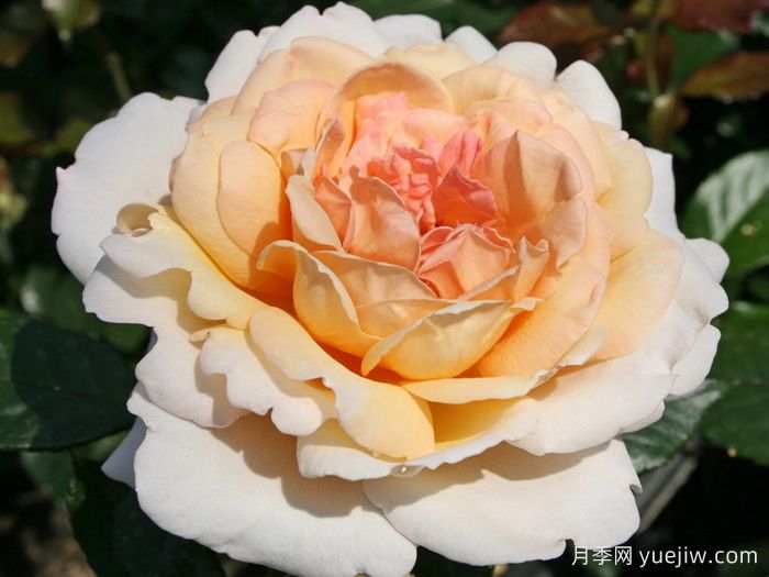 大公夫人路易斯月季/辛辣香水(图1)