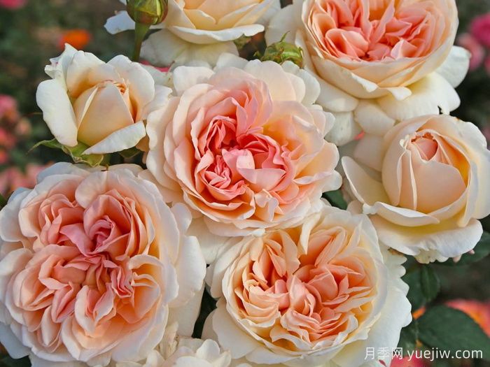 大公夫人路易斯月季/辛辣香水(图2)