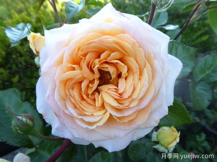 大公夫人路易斯月季/辛辣香水(图3)