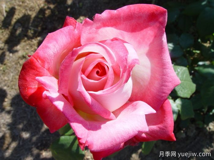 阿尔推斯75月季/阿尔蒂斯75/阿尔推司75(图1)