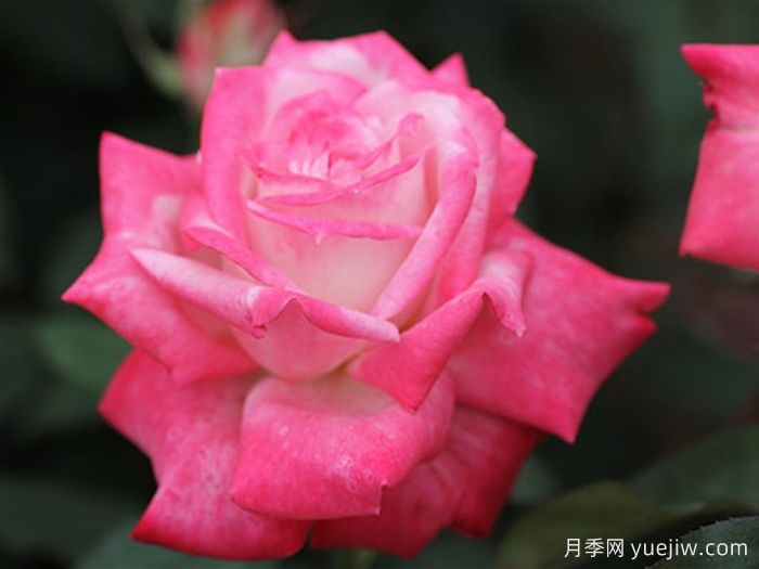 阿尔推斯75月季/阿尔蒂斯75/阿尔推司75(图2)