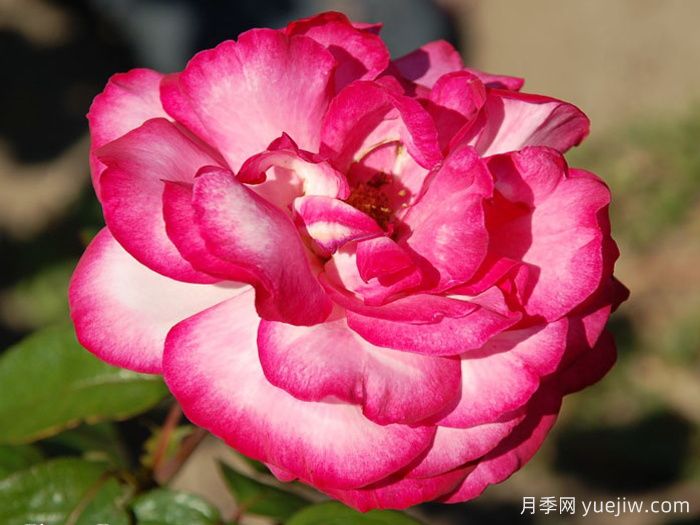 阿尔推斯75月季/阿尔蒂斯75/阿尔推司75(图3)