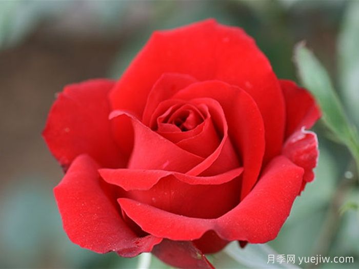 新奥运月季/奥运会(图1)