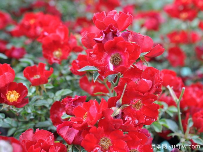 皇家巴西诺月季/巴西诺月季(图1)