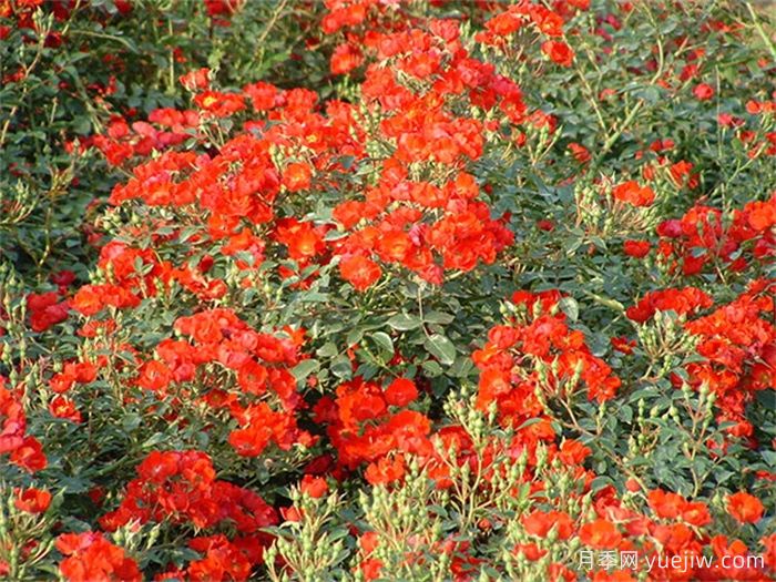 皇家巴西诺月季/巴西诺月季(图3)