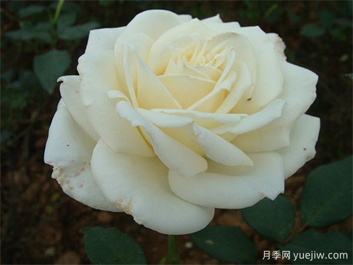 白缎月季(图1)