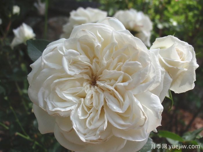 白米农月季/白色玫迪兰/白色梅兰蒂娜(图1)
