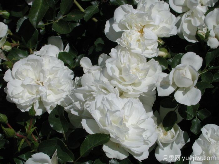 白米农月季/白色玫迪兰/白色梅兰蒂娜(图2)