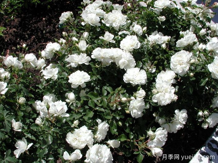 白米农月季/白色玫迪兰/白色梅兰蒂娜(图3)