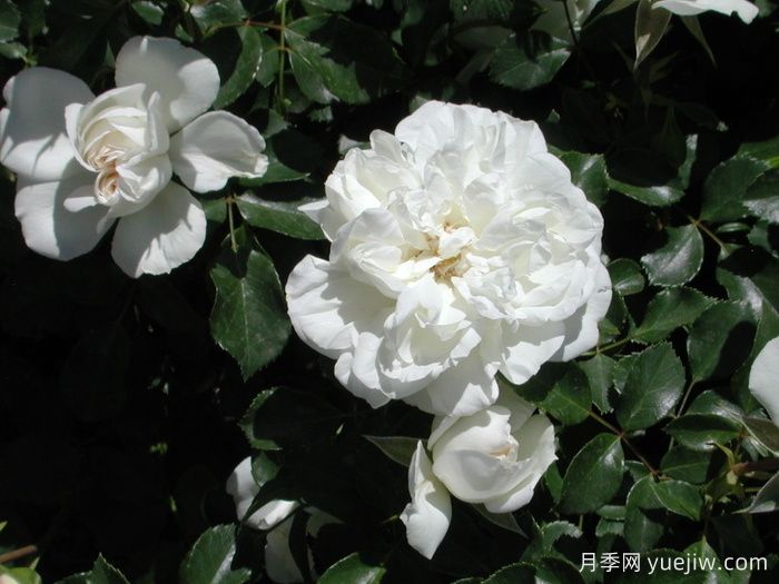 白米农月季/白色玫迪兰/白色梅兰蒂娜(图4)