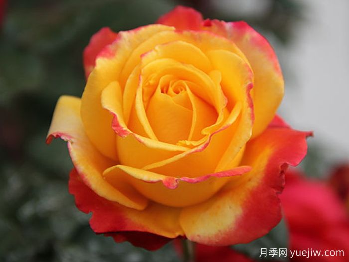 电子表月季/电钟(图1)