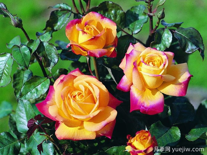 电子表月季/电钟(图2)