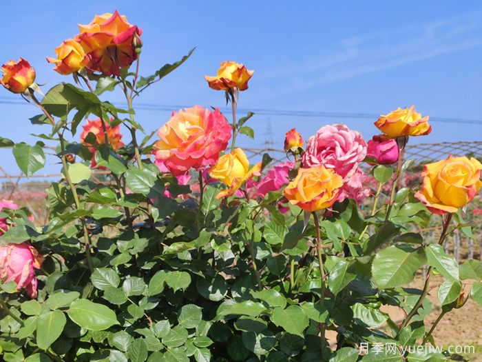 电子表月季/电钟(图3)