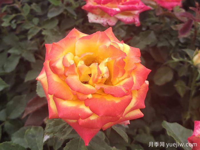 电子表月季/电钟(图4)