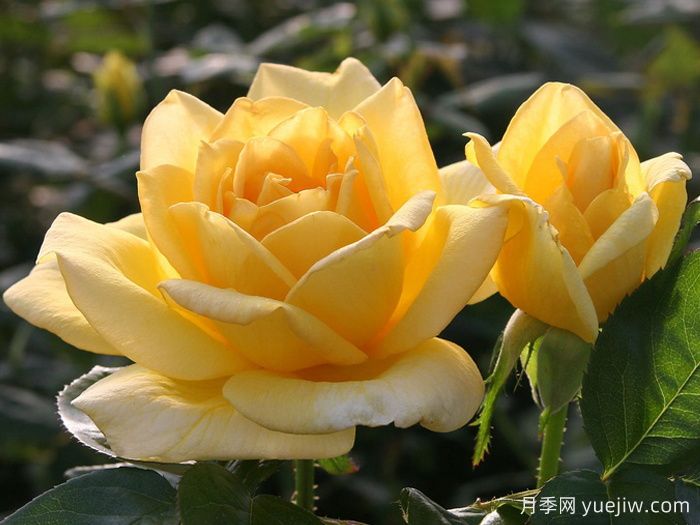 俄州黄金月季/黄金旷月季(图2)