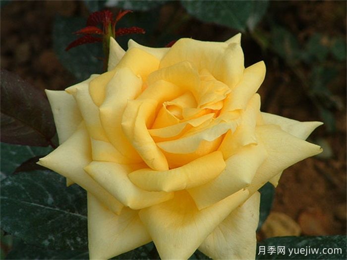 俄州黄金月季/黄金旷月季(图1)