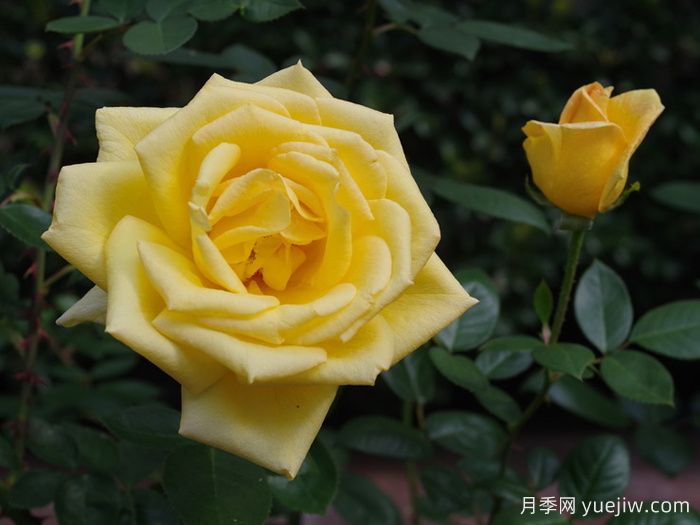 俄州黄金月季/黄金旷月季(图3)