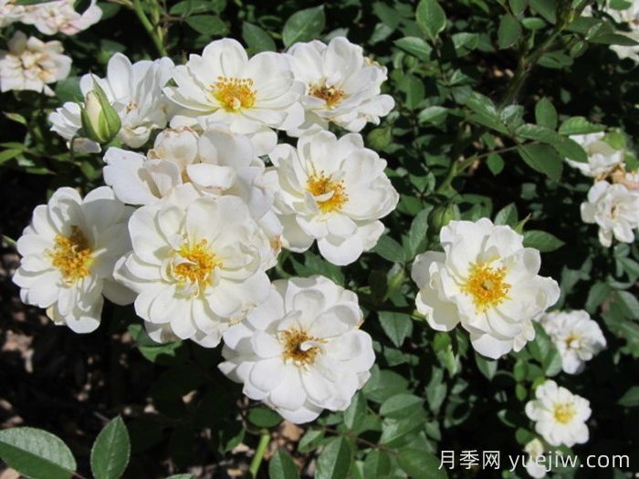 肯特月季(图2) 肯特月季(图2)