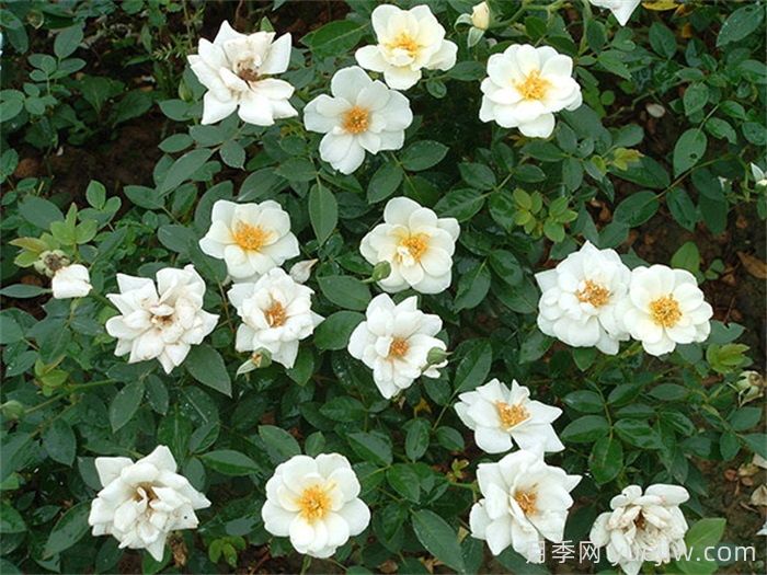 肯特月季(图1) 肯特月季(图1)