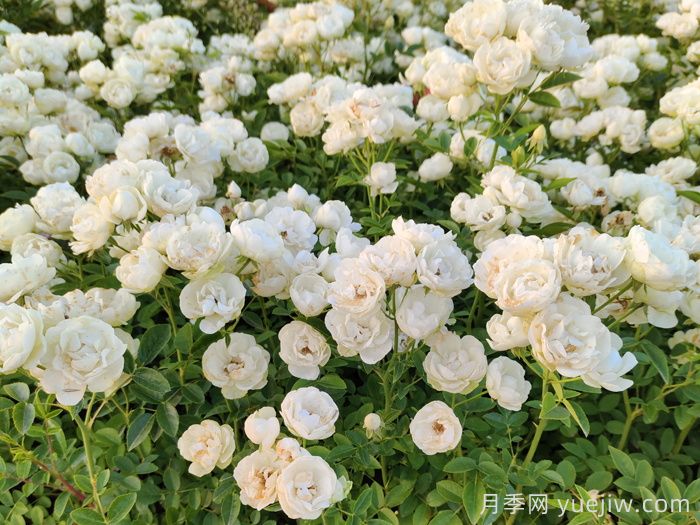 肯特月季(图3) 肯特月季(图3)